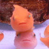 まーみまま (@pine385_fungus) 's Twitter Profile