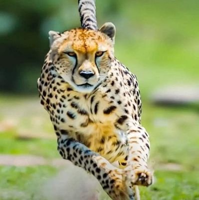 tveeramani41's profile picture. இயற்கை நம்
வீடு