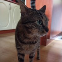 Kateřina (@kocourcecil) 's Twitter Profile
