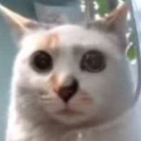 Plotty kun (@plottypan) 's Twitter Profile