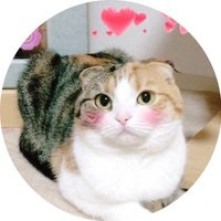 NANAIRO(@kumalove7700) 's Twitter Profile Photo