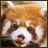 rainedragon's profile image