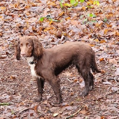 WallaceQuality's profile picture. just be