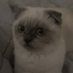 poof (@itspoofxd) Twitter profile photo poof (@itspoofxd) Twitter profile photo