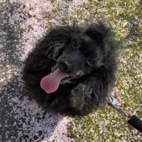 三毛猫。 (@mknaym3) 's Twitter Profile