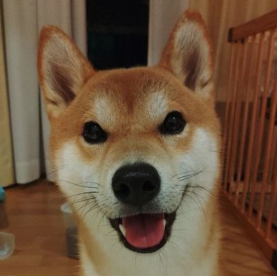 shiba_typeR Profile Picture