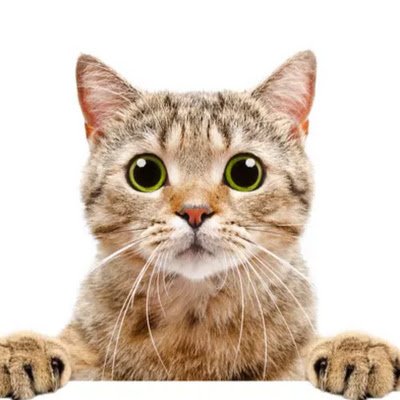 CRACKCAT196210's profile picture. 