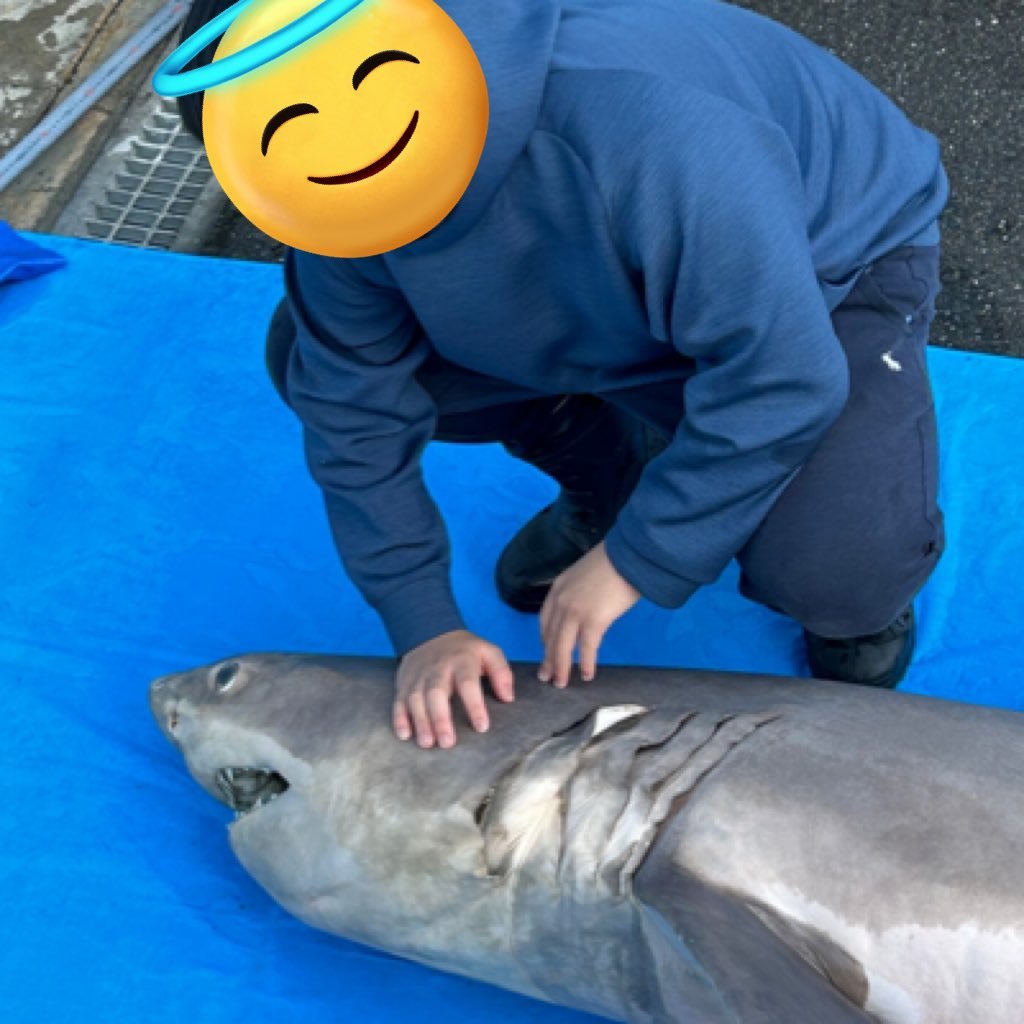 宮崎県のサメ類を中心に調査を行っています。サメ類の中でもCarcharhinusが好きです。宮崎県のサメ類の標本を集めていますので、もし見慣れないサメが釣れた場合はお気軽にご連絡ください。/宮崎/板鰓類/魚類相/メジロザメ属/サメ/中野二乃/五等分の花嫁/ENHYPEN/Liella!