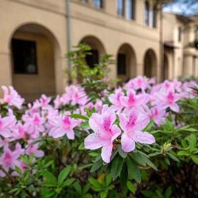 The LDI@LSU develops leaders in every field!