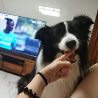 Hdanx (@huangdanxuao) 's Twitter Profile