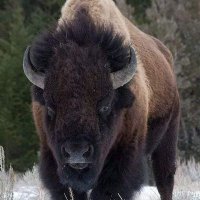 bison_usa_community(@bison87039) 's Twitter Profileg