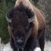 bison_usa_community (@bison87039) Twitter profile photo bison_usa_community (@bison87039) Twitter profile photo