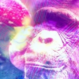 monkeymagic000's profile picture. 