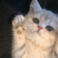 mAYiii!'²⁵ (@studyaiai) 's Twitter Profile