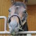 シーくん@競馬呟き垢 (@seabiscuit926) Twitter profile photo シーくん@競馬呟き垢 (@seabiscuit926) Twitter profile photo
