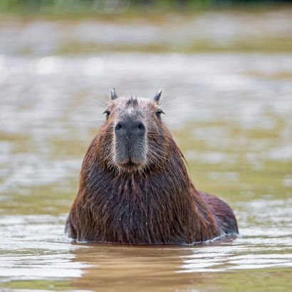 soon the world will burn, and capybara will take their rightful place as overlord.