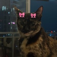 SA (@saragokny) 's Twitter Profile