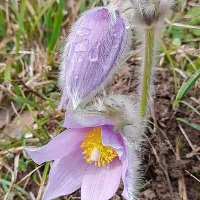 KnezRenato's profile picture. 