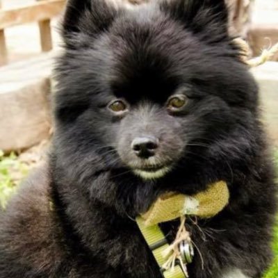 HonestRehbein's profile picture. 