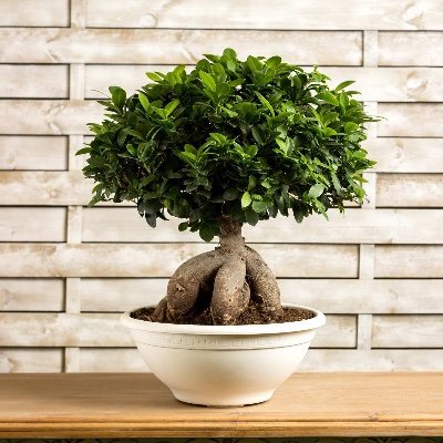 Soy un ficus que parla en Parla… o no