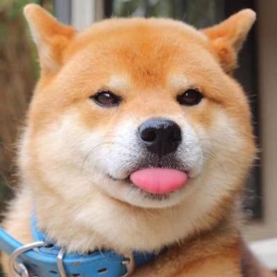 sundoge_sol's profile picture. The first MEME social experiment project on SOL that delivers sunshine and smiles
