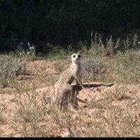 Carl Marnewick (@cmarnewick) 's Twitter Profile