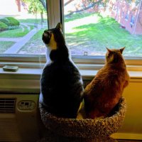 Merlin🌈&Freyja & Sylvester & Puck (@merlin80643296) 's Twitter Profile