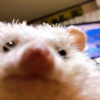 매쯔 (@mazze_e) 's Twitter Profile