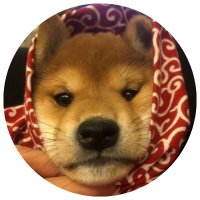 dogwifscarf(@wifssol) 's Twitter Profile Photo