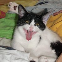 ChaosCatsClub (@chaoscatsclub) 's Twitter Profile Photo