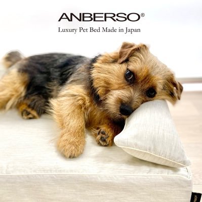 anberso_info's profile picture. ベイちゃんとアレくんが体に優しい日本製ペット用ベッドのブランド｜アンベルソの魅力をご紹介✨首都圏・関西のデパート・公式通販サイトで販売中🛍️