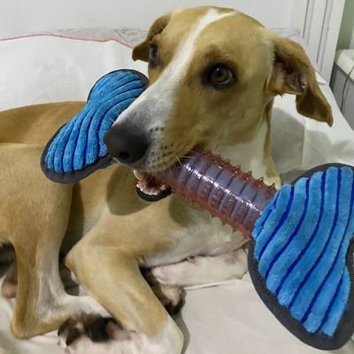 karyniben's profile picture. 🚩🌱🍃🌳VEGETARIANA🌳🍃🌱
🌿minha paz,felicidade 🌿só quando todos animais viverem na paz, com respeito com amor.sem dor sem sofrimentos🍃🌾O AMOR VENCE🌾🍃