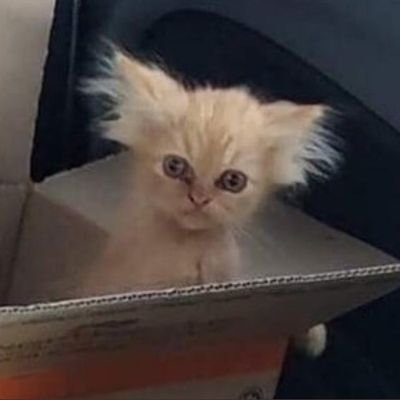 zalwayah's profile picture. 😠