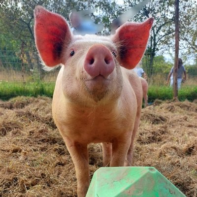 We are a sensory farm open to everyone, run purely by volunteers. Your visits and donations allow us to offer everyone a unique experience.