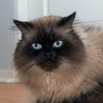 🐾🐾🐾🐾