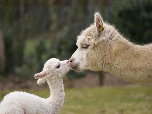 We have a small alpacafarm in Holland / Netherlands. We love those animals !