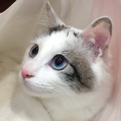 迷い猫ミクルさんのプロフィール画像