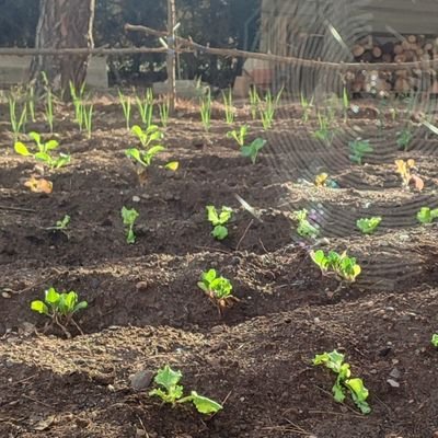 Estudio biologia perquè m'agrada celebrar-la, també estudio matemàtiques però no sé com se celebren