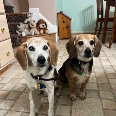 2 spoiled 😊rescue beagles. Gus is happy and friendly, Kelsey is shy and mischievous! #KindnessAmbassadors and proud members of the #BeaglebugClub