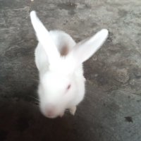 Arif Ahmed $BUBBLE 🫧🫧🫧 ꧁IP꧂ Reddio (@arifahmed819) 's Twitter Profile