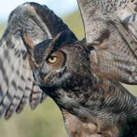 cmlacourse (@cmlacourse) 's Twitter Profile
