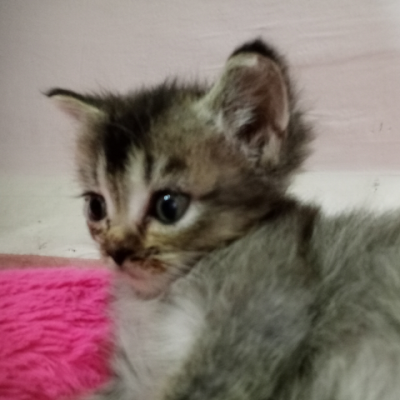 alialha46682216's profile picture. 