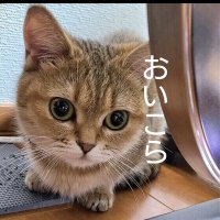 おいこらさん@珠洲市民が2次避難先から支援(@notosuzudesu) 's Twitter Profile Photo