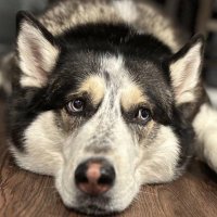 BobbyWayne.hc (@revorelics) 's Twitter Profile