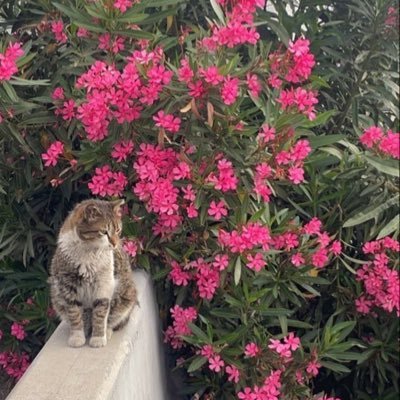 أفيقي يارَبّة الحُسن لا حُزنًا يليق بك 🥺             https://t.co/bJWqDbZ1En
