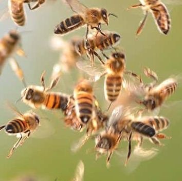 12,000 angry bees Profile