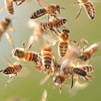 12,000 angry bees (@wwaltuhh) Twitter profile photo