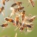 12,000 angry bees (@wwaltuhh) Twitter profile photo 12,000 angry bees (@wwaltuhh) Twitter profile photo