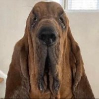 SkibidiSlayer9000 (@ahjhvvb) 's Twitter Profile