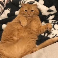 れな氏@ねご🐈⬛ (@iyegvev) 's Twitter Profile